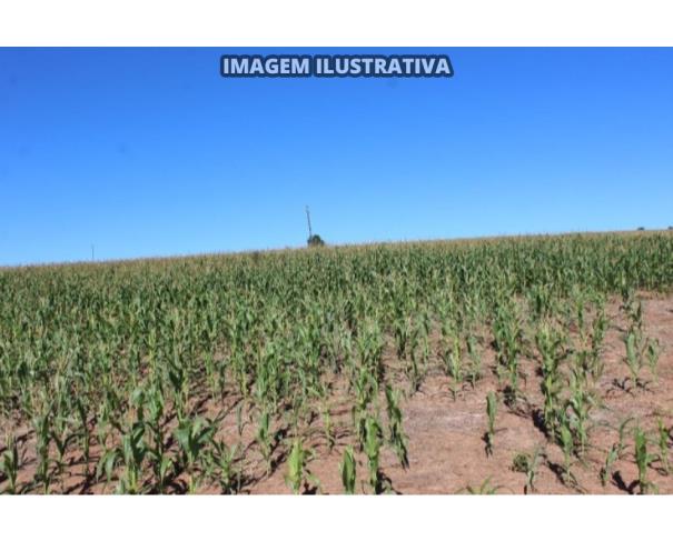 Foto de SÍTIO CAPIM FINO - 20 alq/48,6 ha - Itapeva-SP (50%)